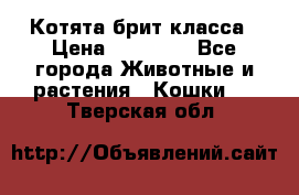 Котята брит класса › Цена ­ 20 000 - Все города Животные и растения » Кошки   . Тверская обл.